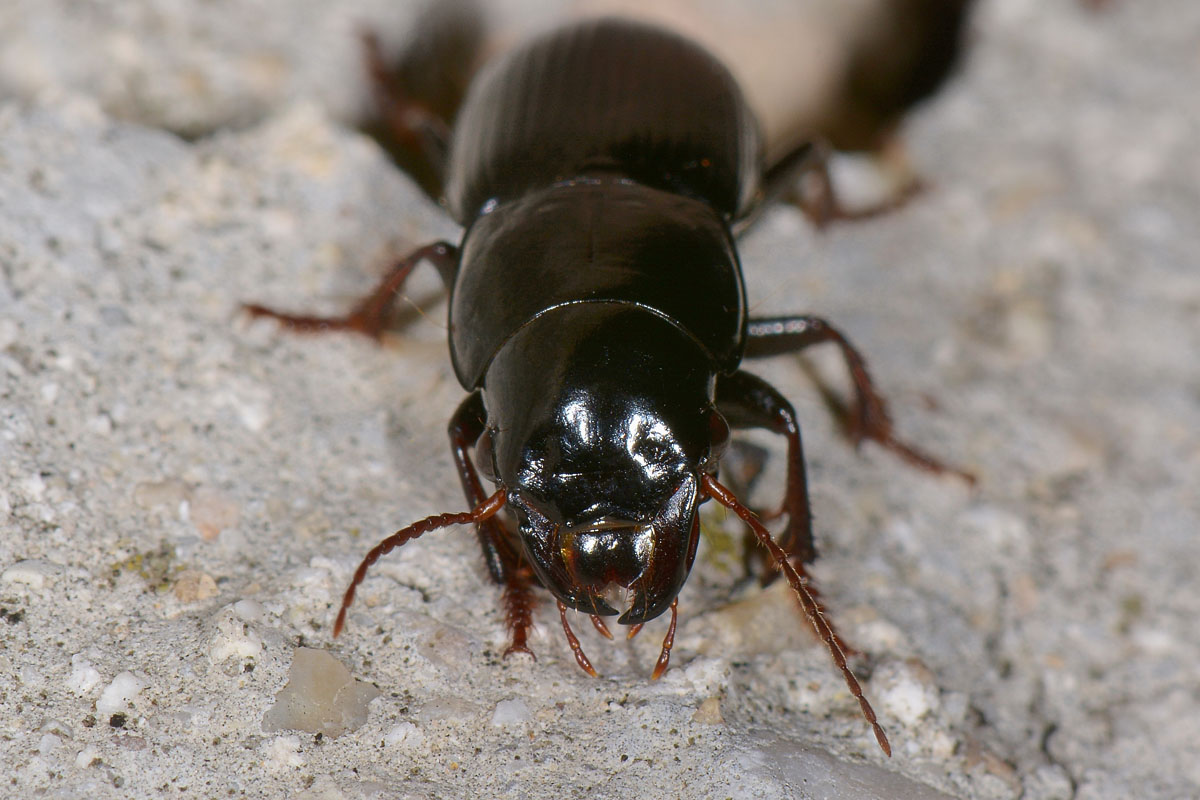 Carabidae: Acinopus picipes